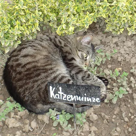 Restaurant Sonnenhof