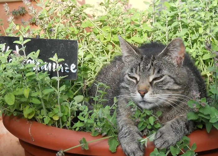 Hotel Restaurant Sonnenhof 3*